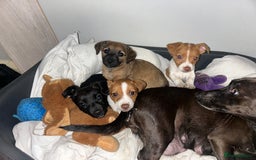 Mixed Breed dogs for sale: Jack Russell dachshund poodle mix - Image 1