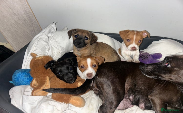 Mixed Breed dogs - Advert 1