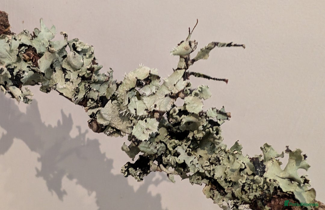 Stick Insects invertebrates for sale: Macleay's/ giant pricklies (Extatosoma tiaratum) - Image 2