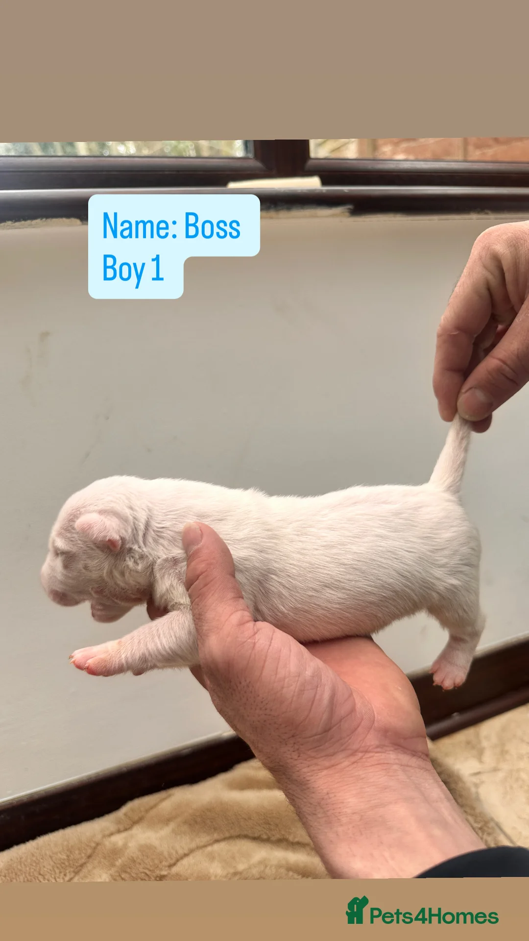 English Bull Terrier dogs for sale: English Bull Terrier Puppies  - Advert 2