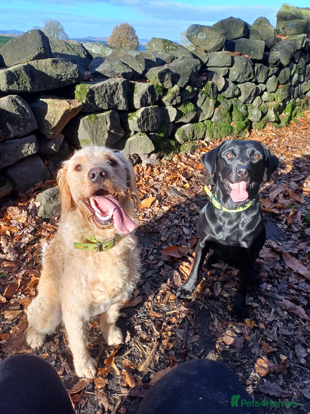 Labradoodle dogs for sale: Beautiful labradoodle puppies  - Advert 2