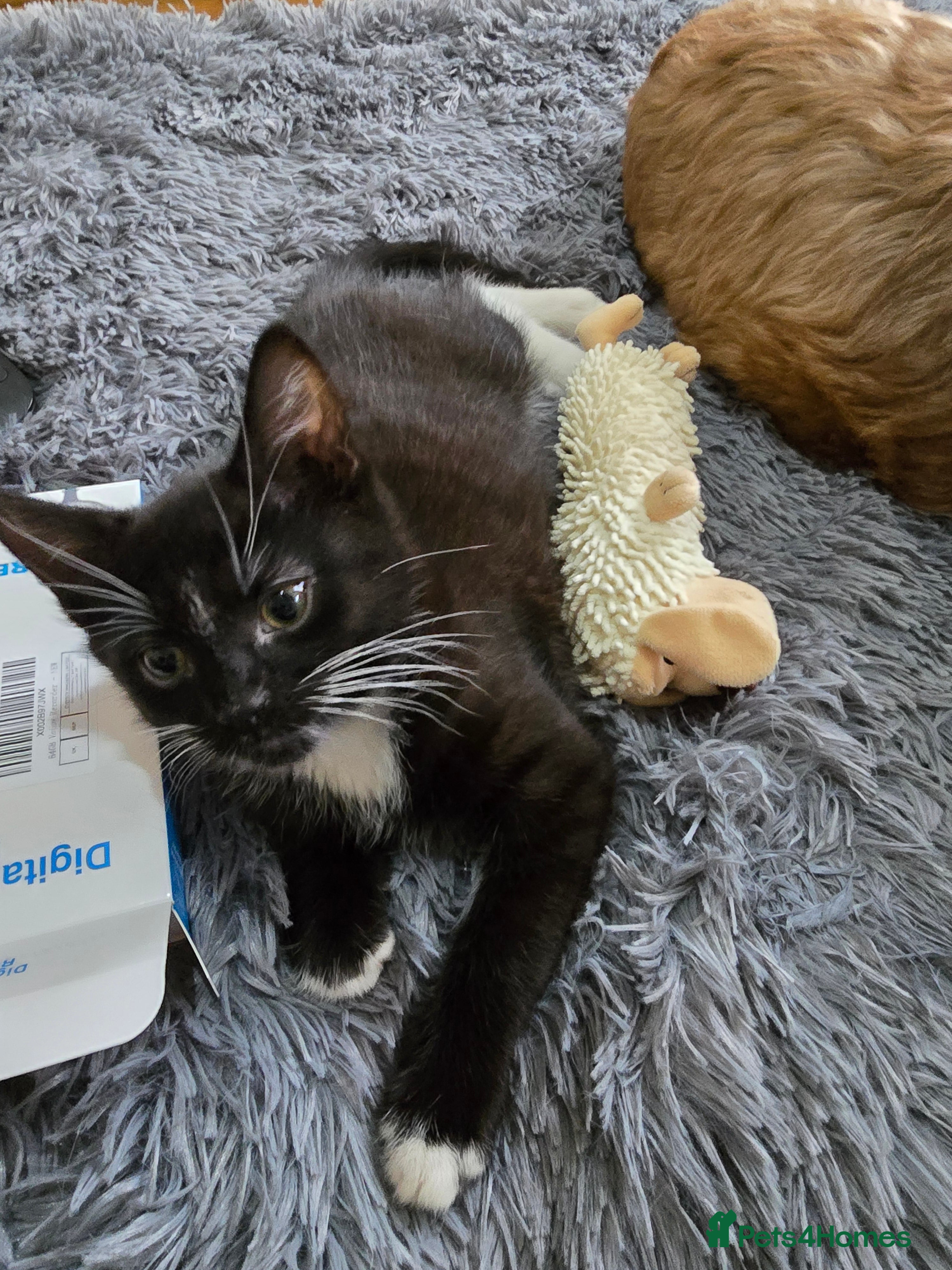 Mixed Breed cats Milo x - Advert 2