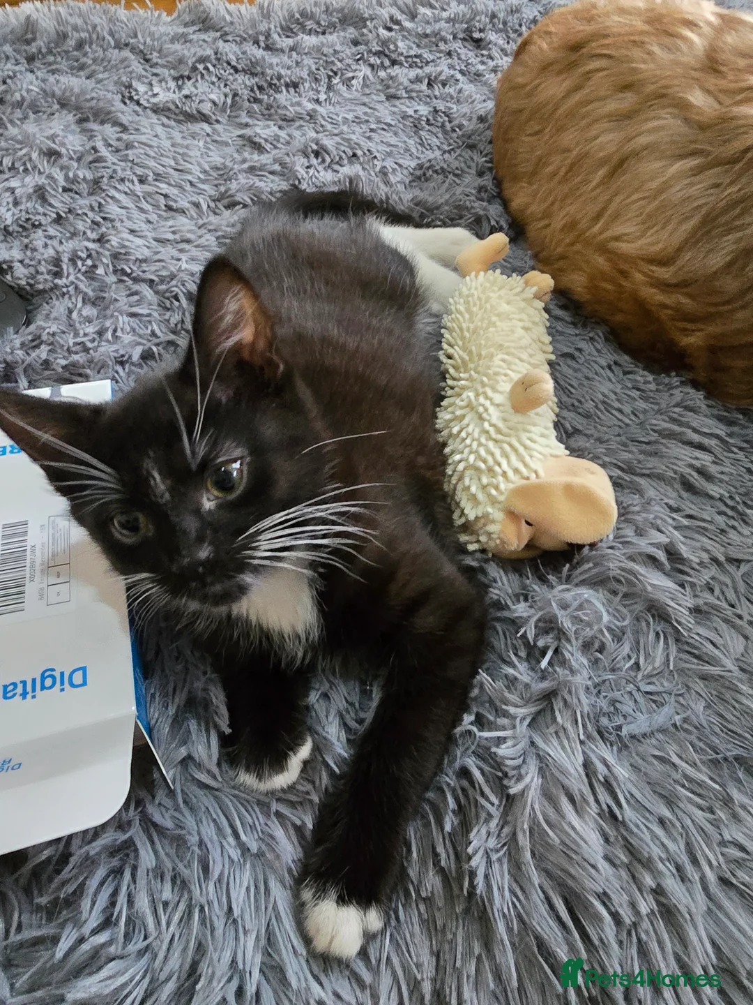 Mixed Breed cats for sale: Milo x - Advert 1