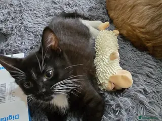 Mixed Breed cats Milo x - Advert 2