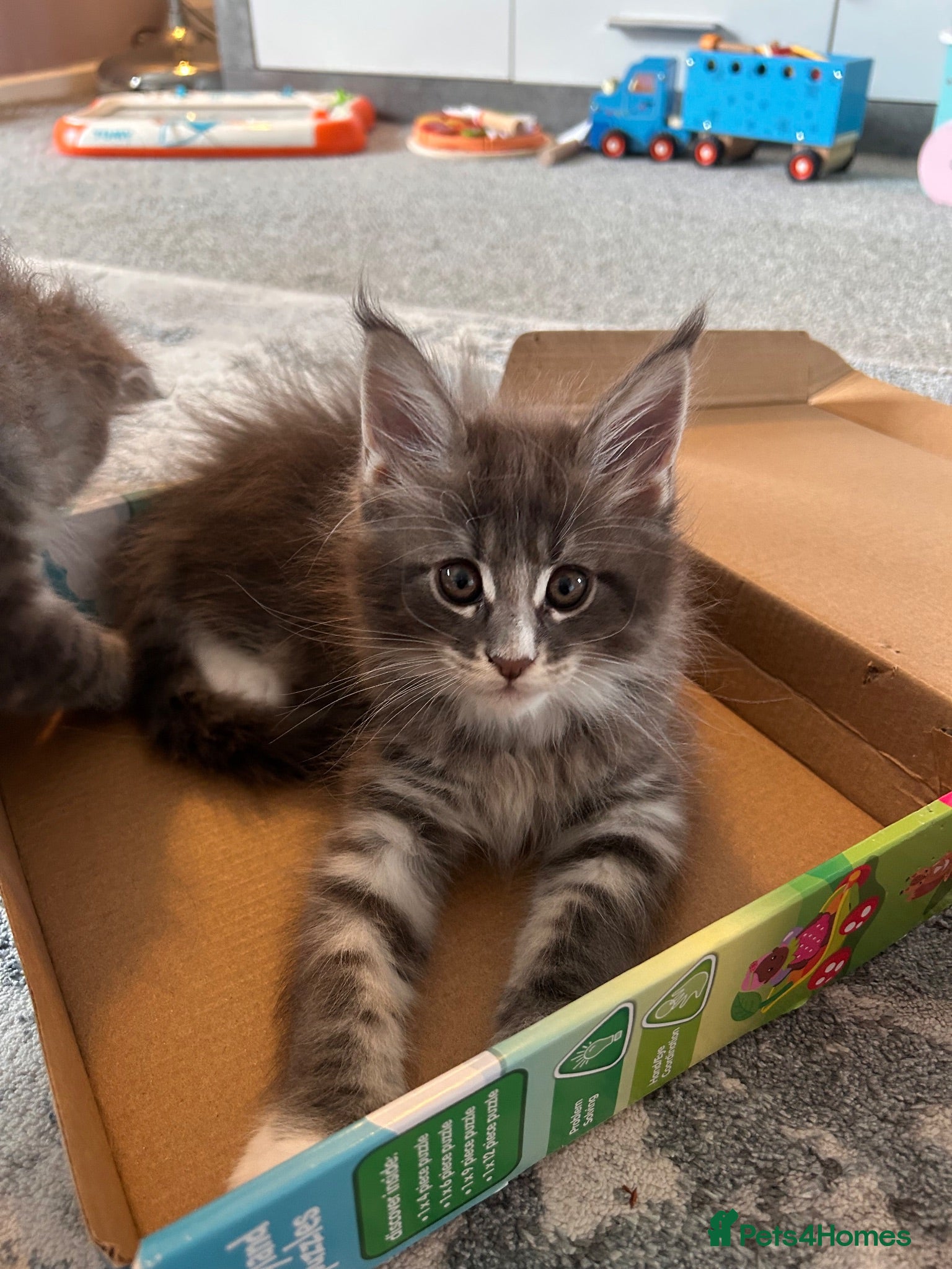 Maine Coon cats Beautiful Maine Coon Kittens - Advert 8
