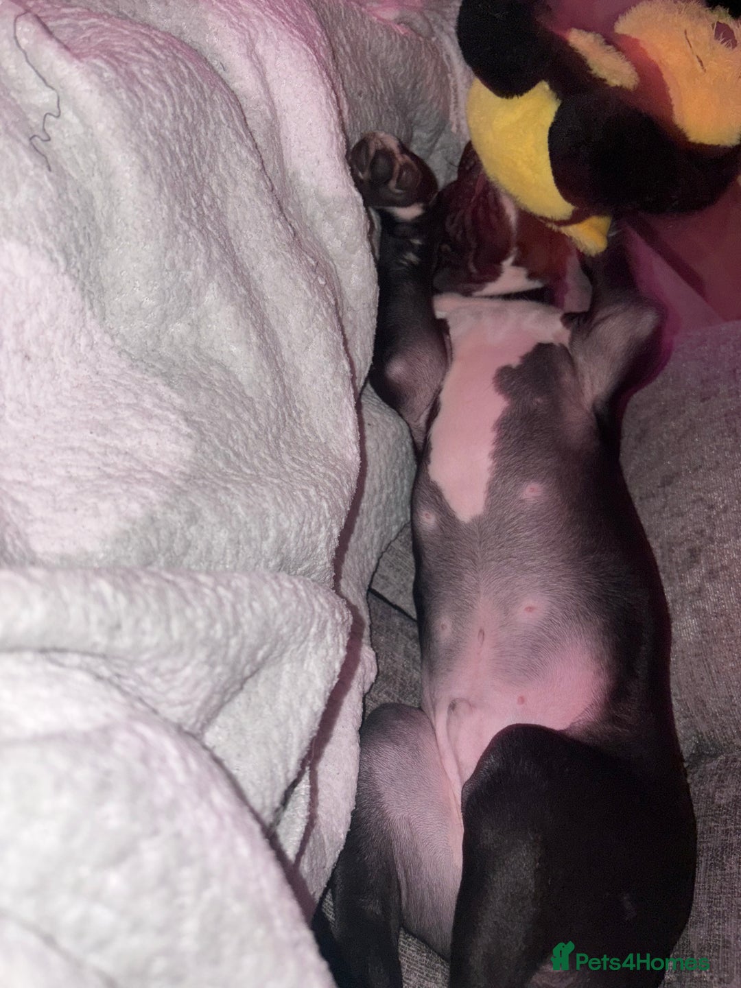 Staffordshire Bull Terrier dogs for sale: Last male puppy left  - Advert 4