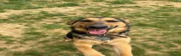 Mixed Breed dogs for sale: Small Cookie is Looking for Forever!  - Advert 12