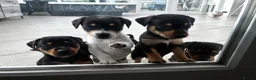 Jack Russell dogs for sale: 7 Litter Jack Russell pups  - Advert 7