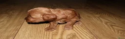 Maltipoo dogs for sale: 🐶 Stunning Brown/Red F1B Maltipoo Puppies ❤️ in Luton - Advert 6