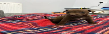 Patterdale Terrier Puppy 1
