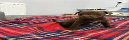 Patterdale Terrier dogs for sale: Patterdale terrier pups  - Advert 17