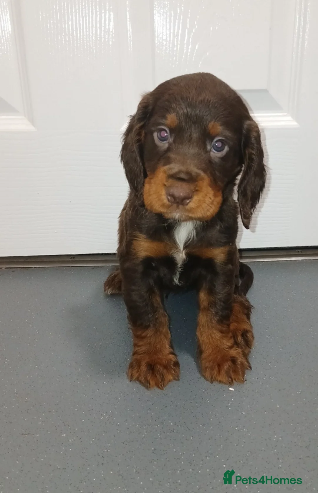 Cocker Spaniel dogs for sale: 4 beautiful cocker spaniel puppies for sale - Advert 14