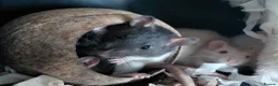 Rat rodents for sale: n 5 black with patch white belly and 5 girls left - Advert 19