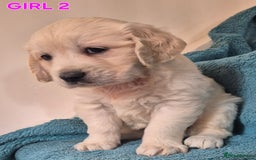 Golden Retriever dogs for sale: Show type Golden Retrievers health tested parents - Image 6