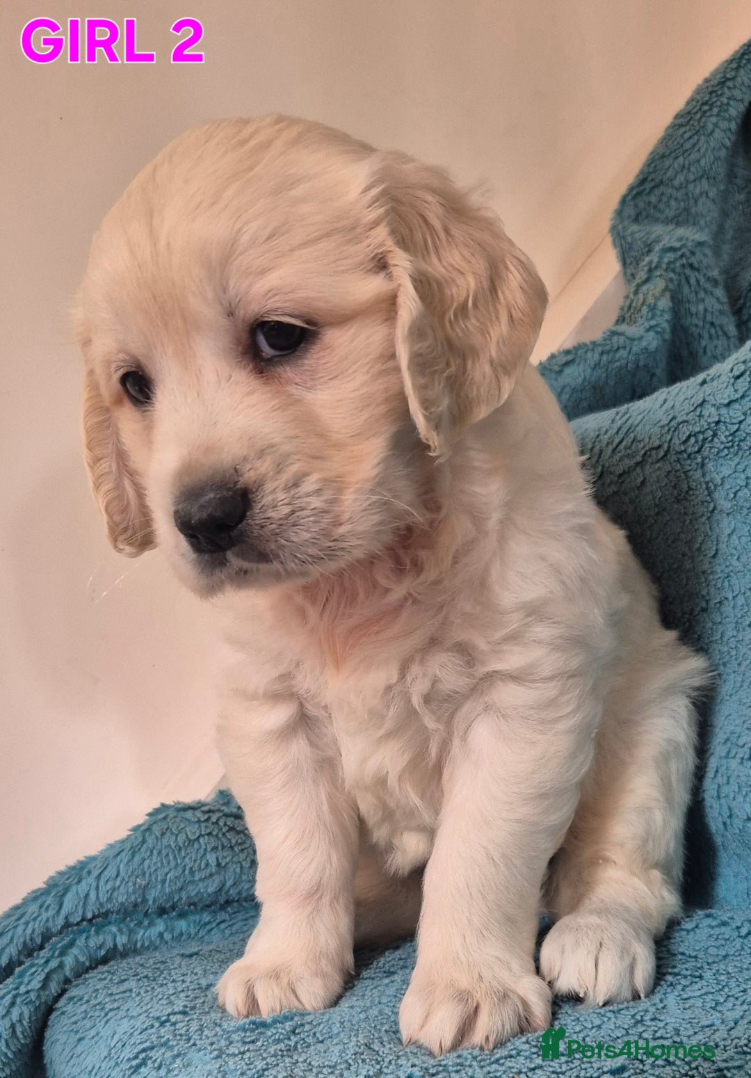 Golden Retriever dogs for sale: Show type Golden Retrievers health tested parents - Image 6