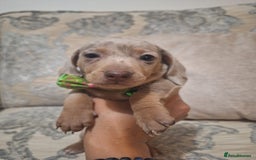 Miniature Dachshund dogs for sale: 5 miniature dachshund - Image 5
