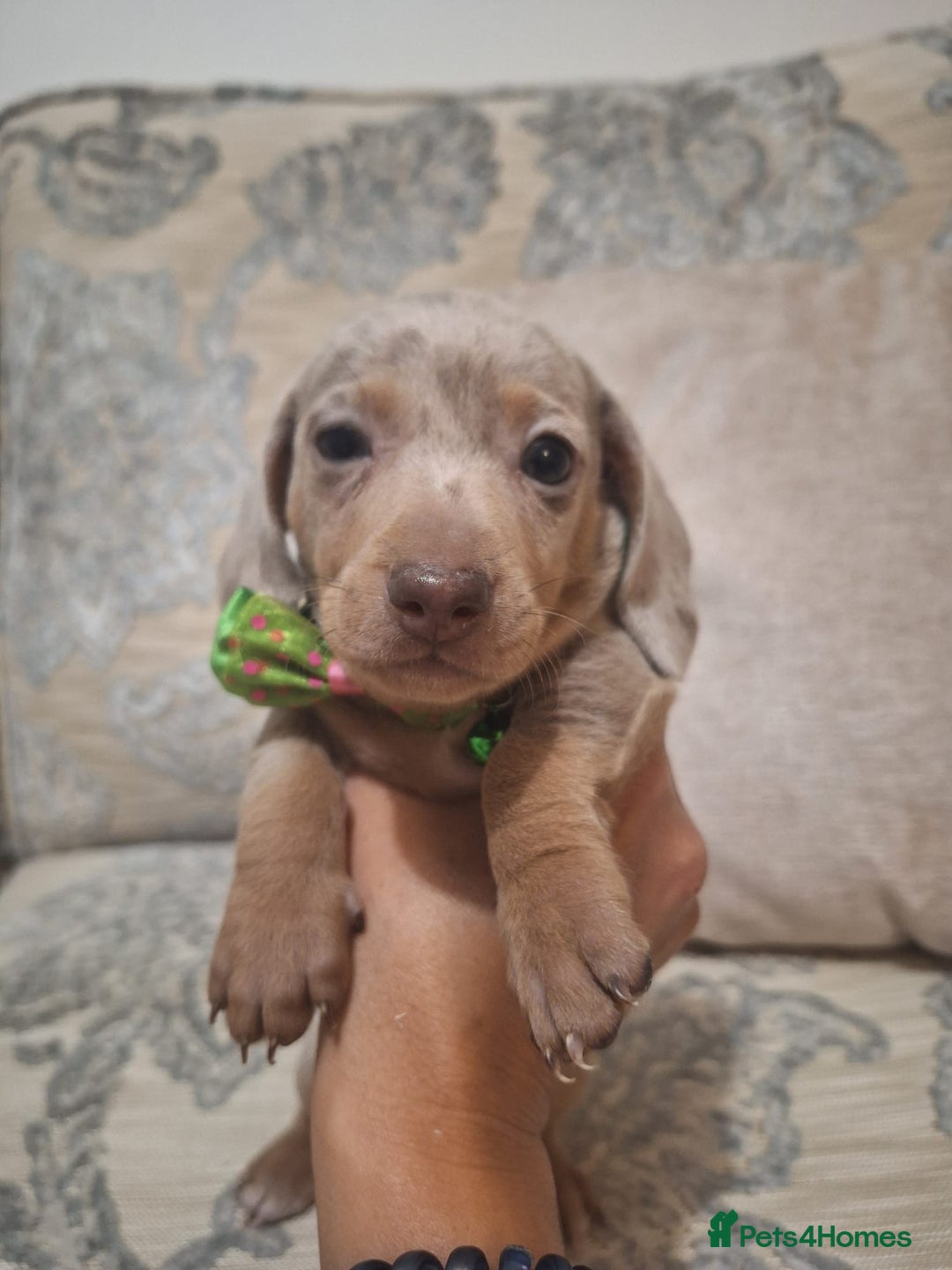 Miniature Dachshund dogs for sale: 5 miniature dachshund - Image 5