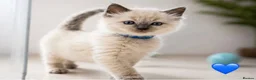 Ragdoll cats for sale: ✨ Beautiful Ragdoll Kittens – Ready Soon ✨ in Chelmsford - Advert 4