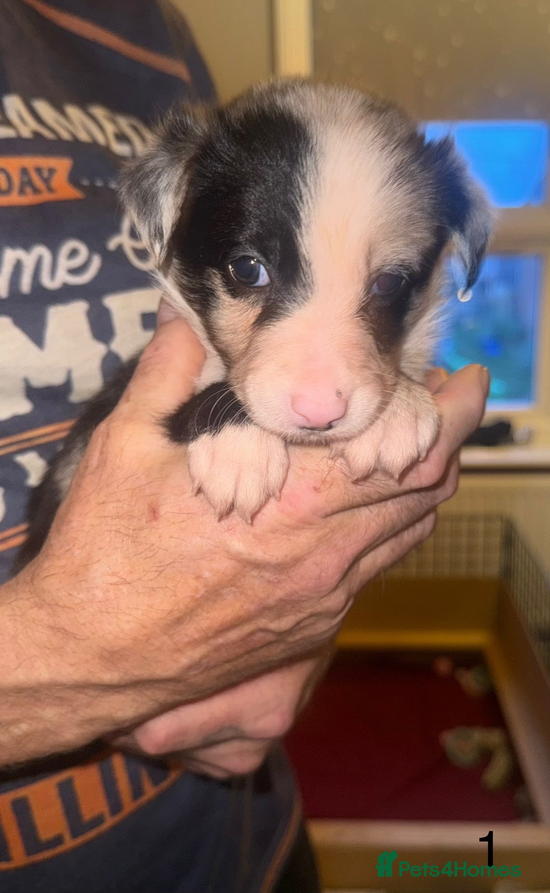 Border Collie dogs for sale: Beautiful border collie pups - Advert 15
