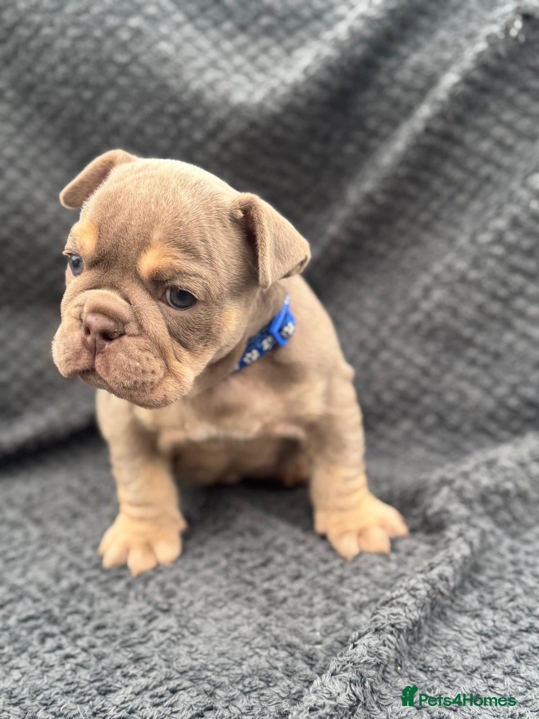 English Bulldog dogs for sale: Ready Now Beautiful English Bull Dogs KC reg  - Image 5