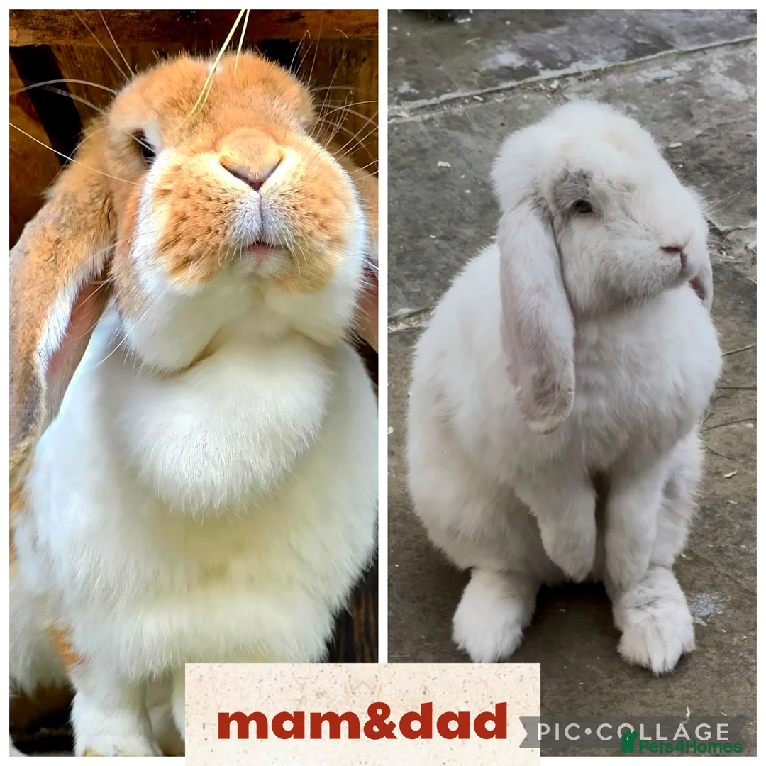 Lionhead rabbits for sale: French lops  - Advert 1