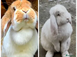 Lionhead rabbits French lops - Advert 15