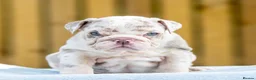 English Bulldog dogs for sale: Ready to leave ENGLISH BULLDOG PUPPIES  in Castleford - Advert 13