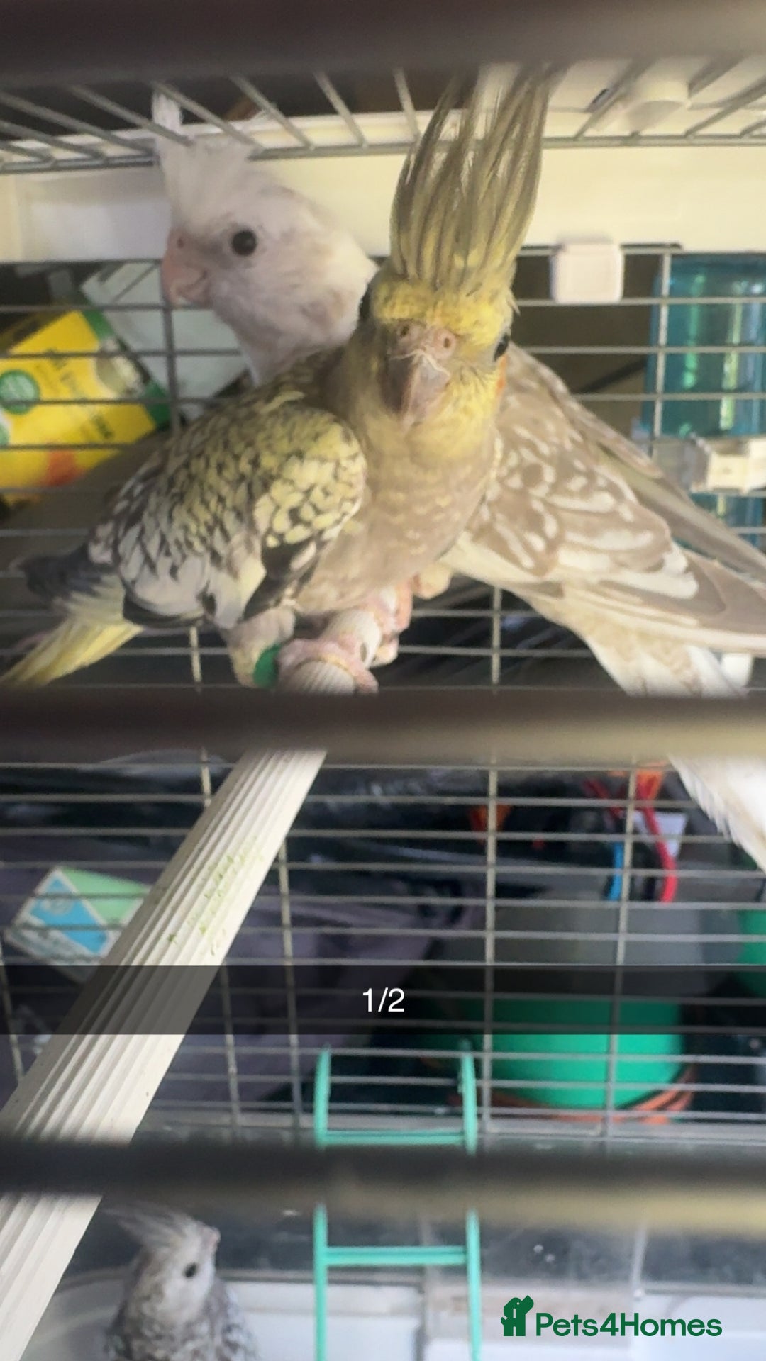 Cockatiels birds for sale: Baby cockatiel for sale mixed prices  - Image 9