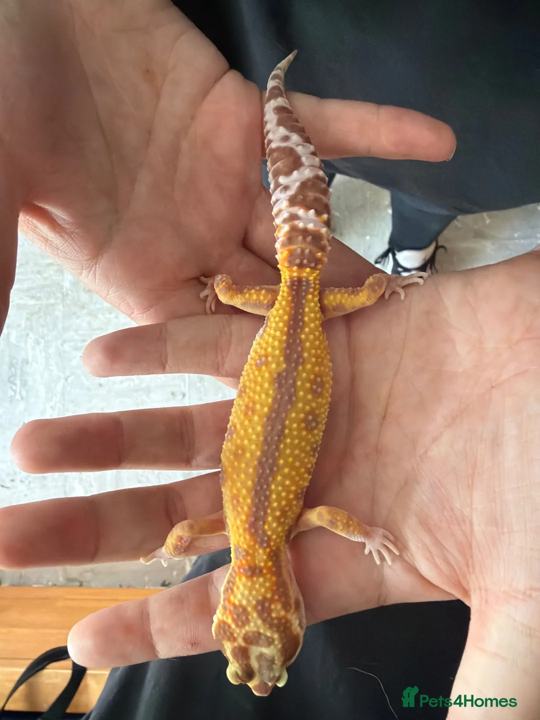 Leopard Gecko reptiles for sale: Leopard gecko and setup  in Norwich - Advert 3