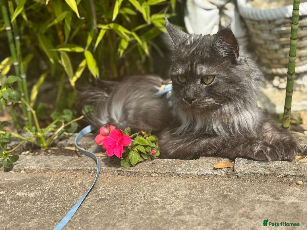 Ragcoon cats for sale: 1 x female Ragcoon - Advert 2