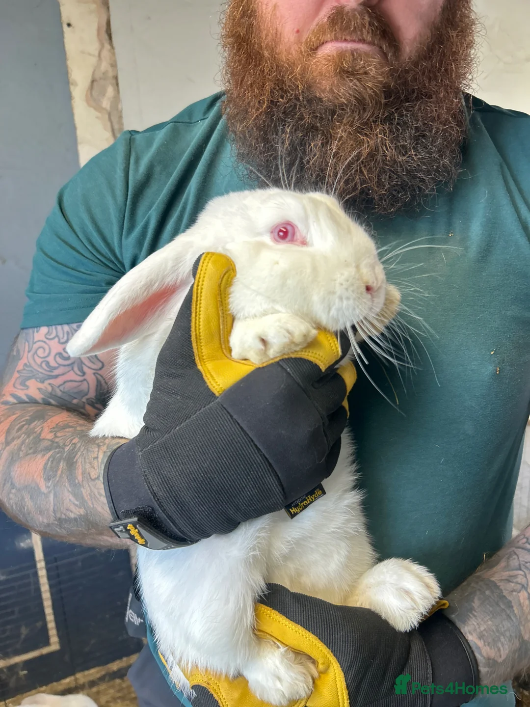 French Lop rabbits for sale: 3 French Lop Rabbits, 4 Months, 3 Available - Advert 5