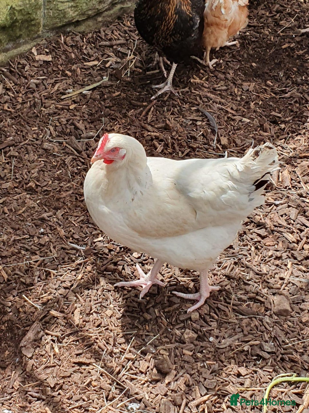 Chickens poultry for sale: Chickens for sale  - Advert 7