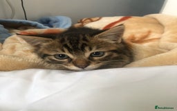 American Wirehair cats for sale: Friendly and healty cat for adoption - Image 5