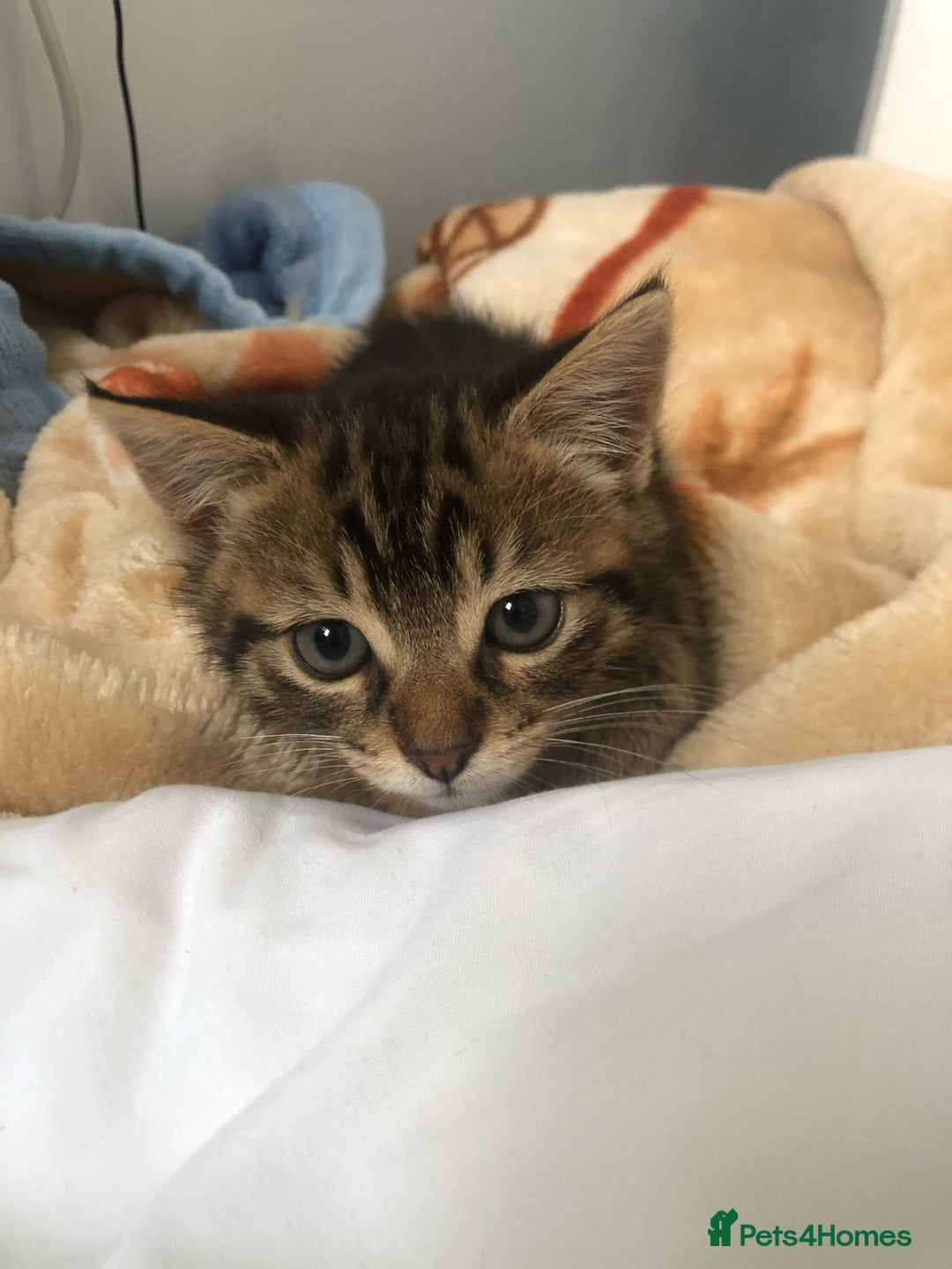 American Wirehair cats for sale: Friendly and healty cat for adoption - Image 5