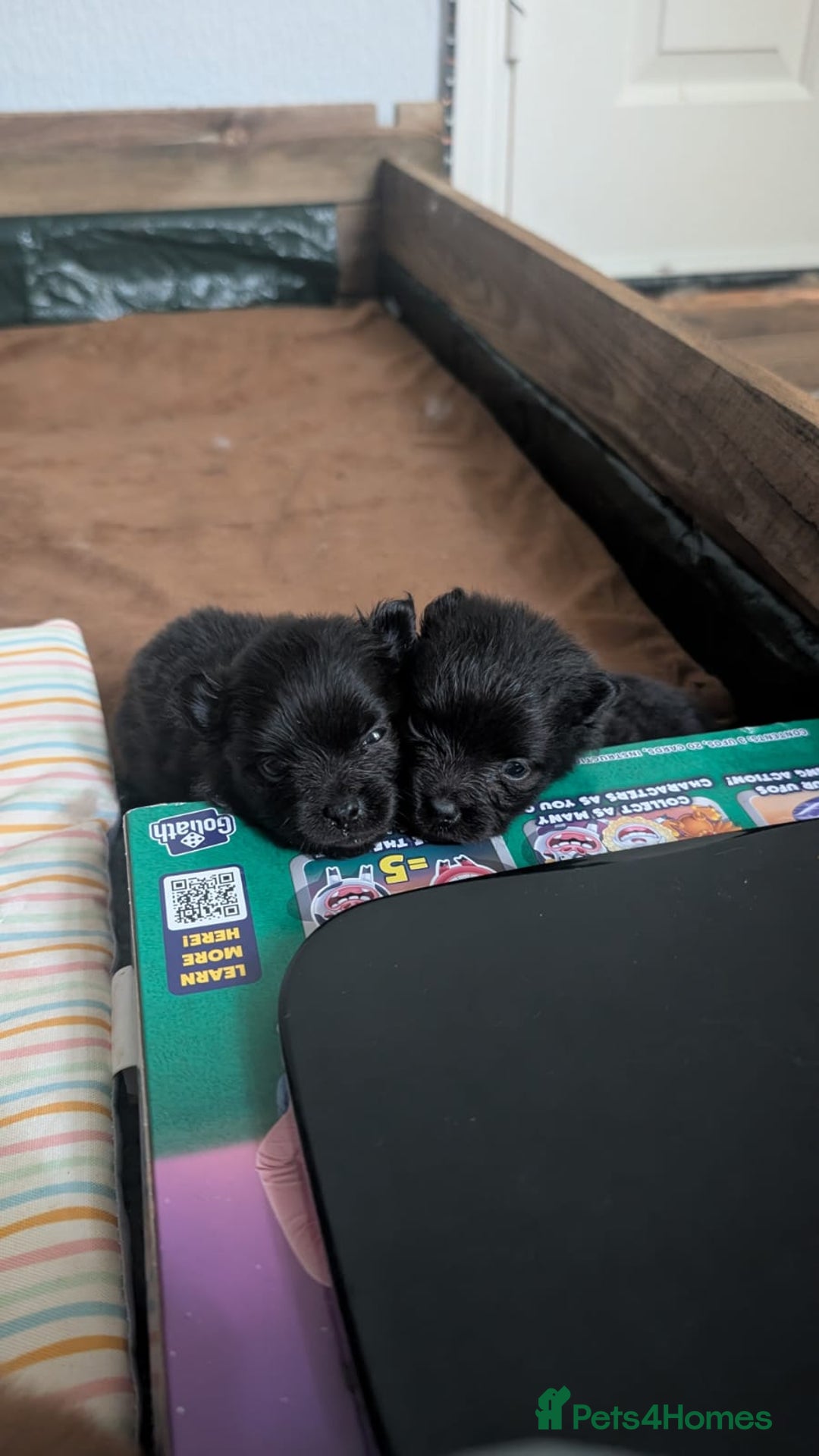 Pomeranian dogs for sale: ⭐⭐Gorgeous Pomeranian puppies⭐⭐ - Image 4