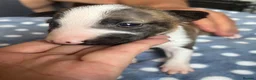 Miniature Bull terrier dogs for sale: Miniature bull terrier puppies  - Advert 19