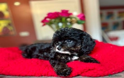 Cavapoo dogs for sale: Real Life Teddy Bears, Cavapoo babies  - Image 27