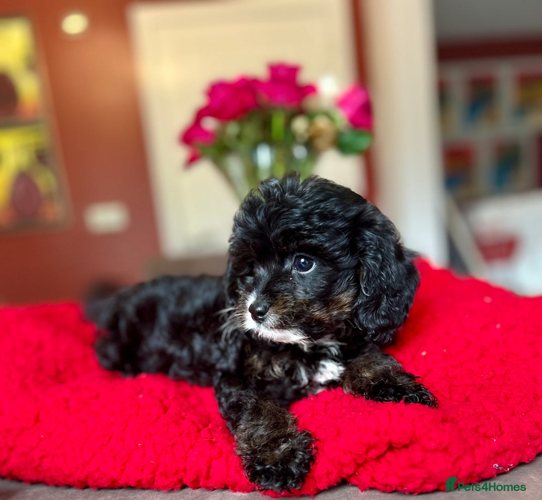 Cavapoo dogs for sale: Real Life Teddy Bears, Cavapoo babies  - Image 27
