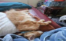 Maine Coon cats for sale: Male main coon - Image 12