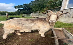 Goats livestock for sale: Lovely mother and son Pygmy mix goats  - Image 3