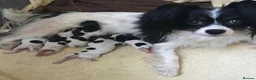 Papillon dogs for sale: Exquisite Papillon Puppies with Exceptional Charm in Cardiff - Advert 13