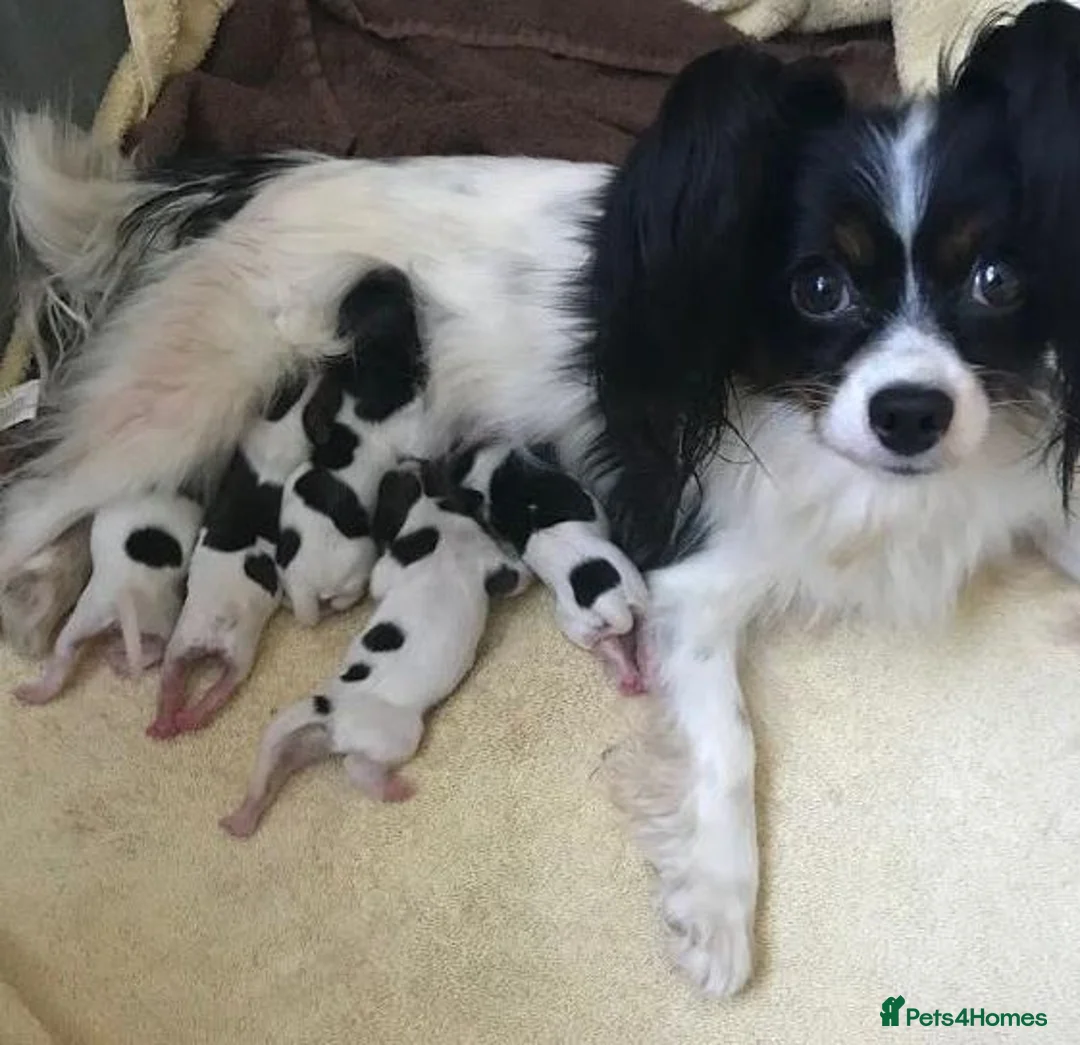 Papillon dogs for sale: Exquisite Papillon Puppies with Exceptional Charm in Cardiff - Advert 13