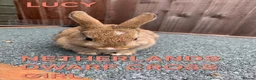 Netherland Dwarf rabbits for sale: Netherland Dwarf / Cross Baby Rabbits  - Advert 6