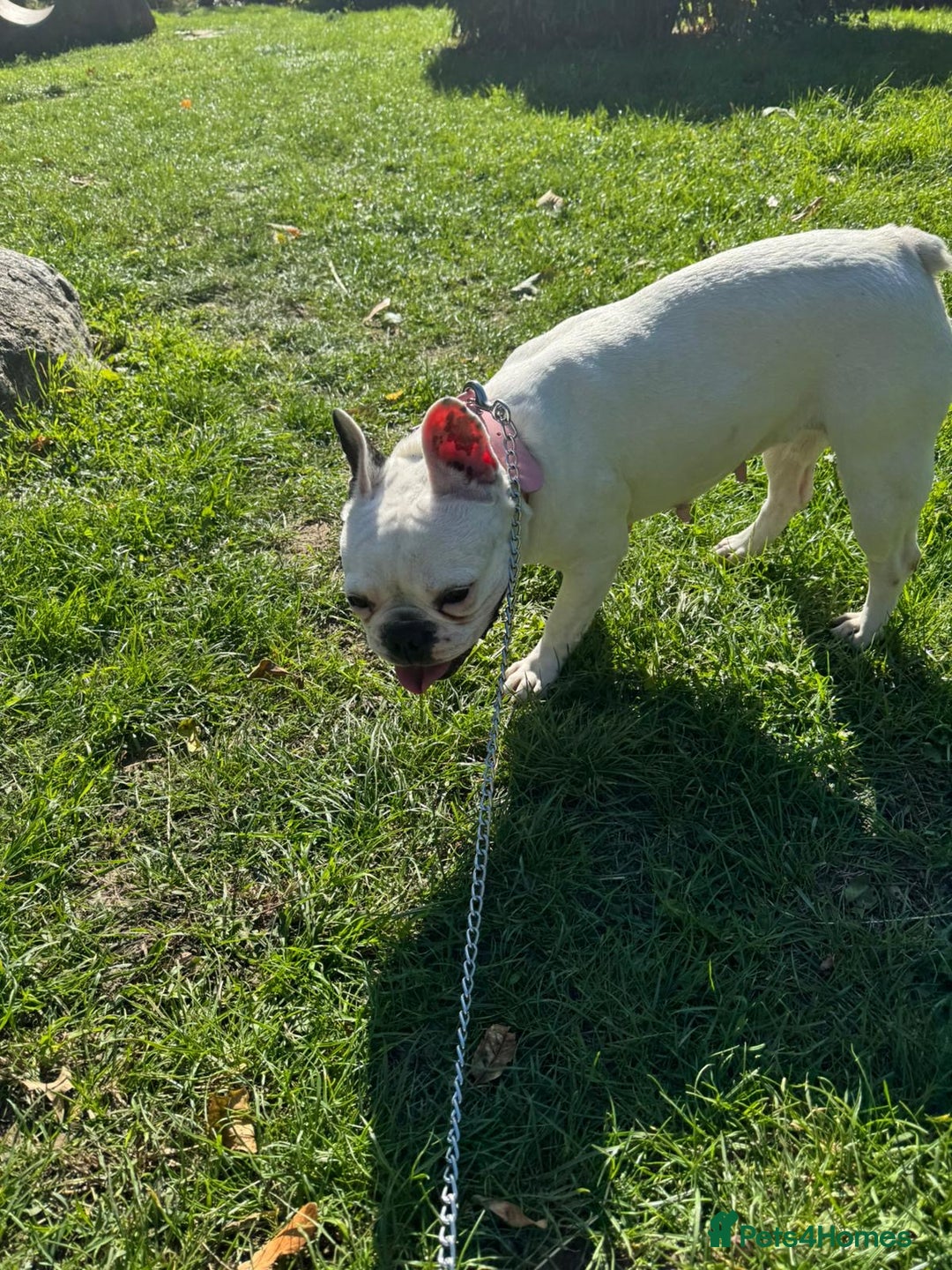 French Bulldog dogs for sale:  Lulu - Image 5