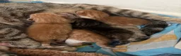 Mixed Breed cats for sale: Ginger kittens for sale  - Advert 3