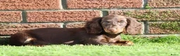 Dachshund dogs for sale: MINIATURE DACHSHUND PUPPIES FOR SALE - Advert 18