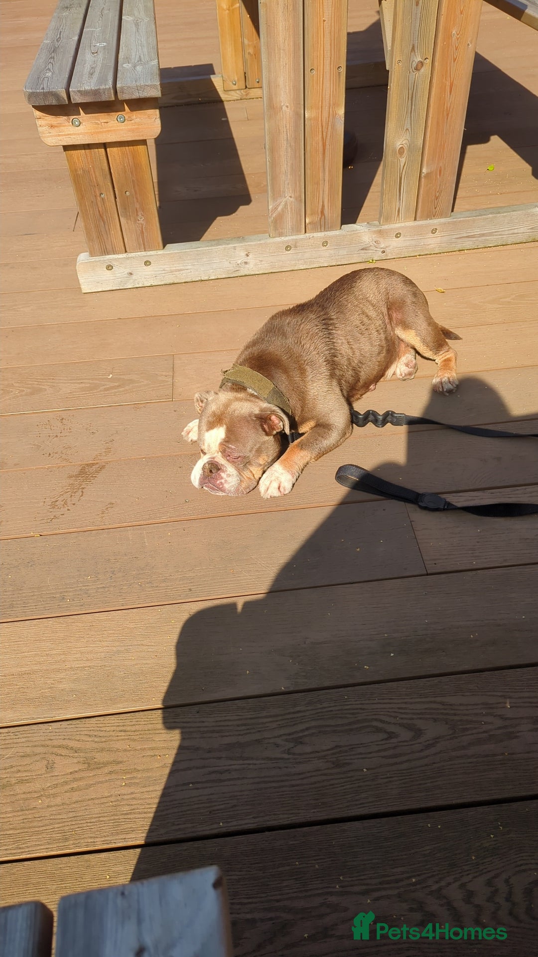 Old Tyme Bulldog dogs for sale: New England Bull dog - Image 5
