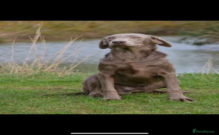 Labrador Retriever dogs Handsome fully Trained silver Labrador  - Advert 15