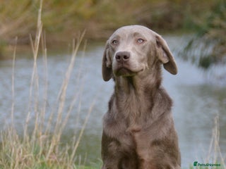 Labrador Retriever dogs Handsome fully Trained silver Labrador - Advert 2