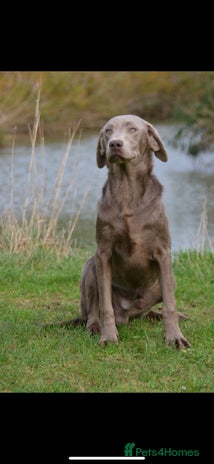 Labrador Retriever dogs Handsome fully Trained silver Labrador - Advert 15